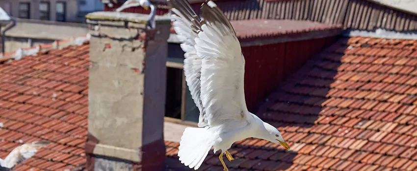 Residential Chimney Animal Removal Solution in Easley, SC