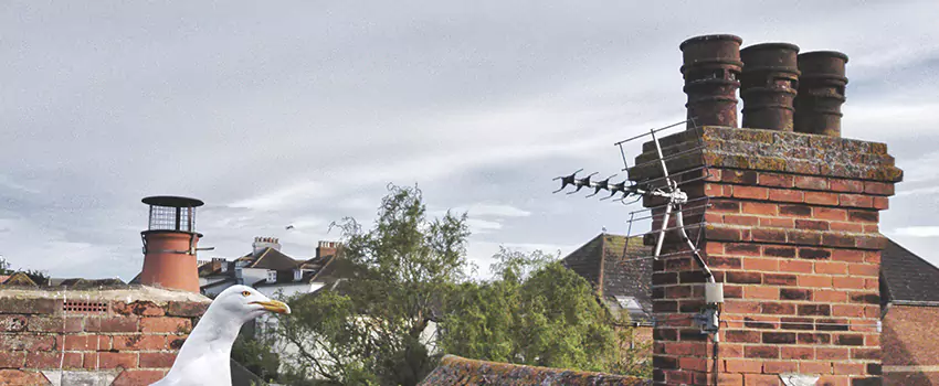 Chimney Cleaning And Restoration in Easley, South Carolina